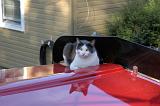 20051009_Kitty Kat_021